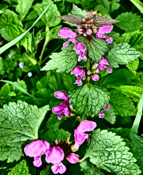 2019-05-25