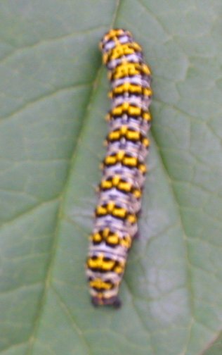 Raupe - Caterpillar