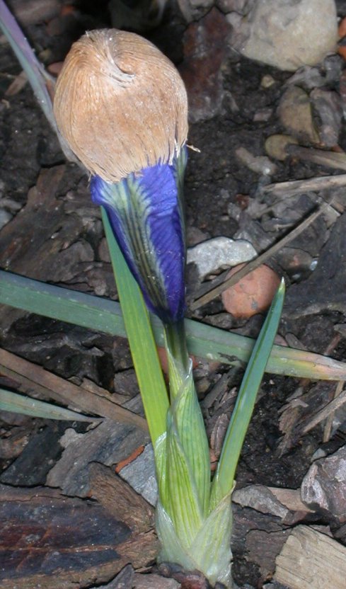 2008-03-29 Iris reticulata