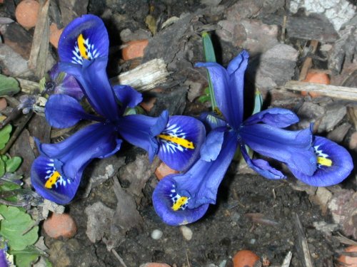 2008-03-29 Iris reticulata