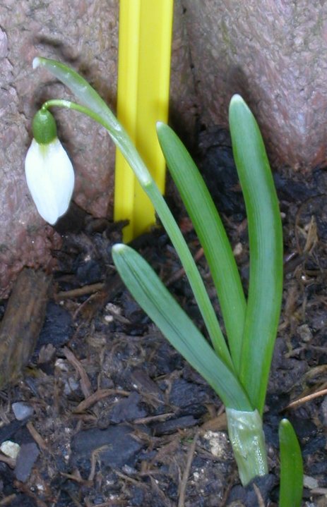 2008-04-05 Galanthus nivalis